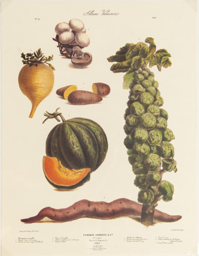 Antique vegetable prints from Album Vilmorin (fine reproductions from circa 1980s)